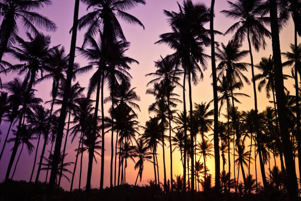 istock Tropical coconut trees at sunrise 157583301