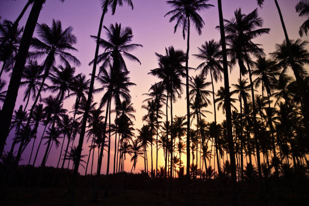 istock Tropical coconut trees at sunrise 157583302