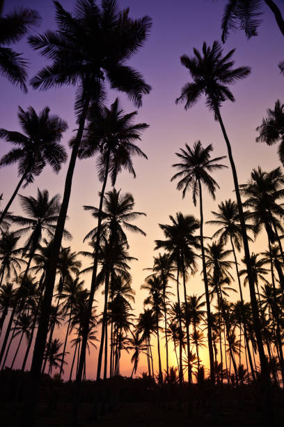 istock Tropical coconut trees at sunrise 157583318
