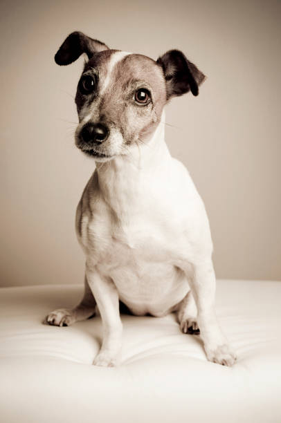 cute mutt in sepia