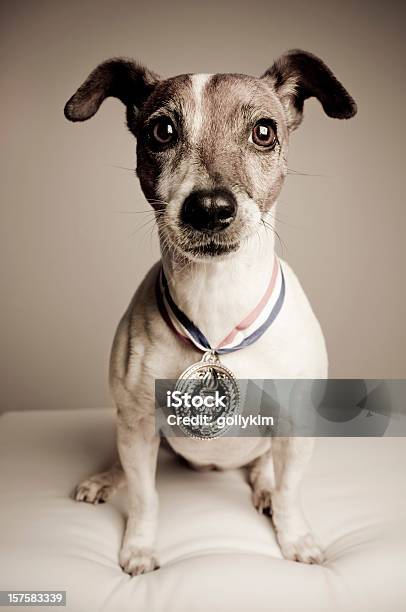 Portret Z Jack Russell Terrier Z Złoty Medal - zdjęcia stockowe i więcej obrazów Pies - Pies, Nagroda, Osiągnięcie