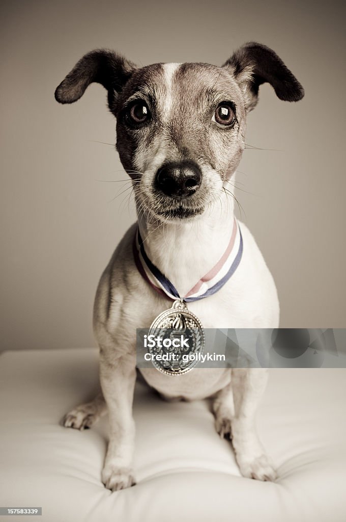 Retrato de um Jack Russell Terrier com a medalha de ouro - Foto de stock de Cão royalty-free