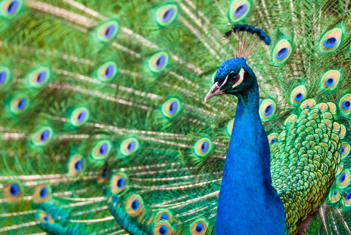 A vertical shot of a beautiful peacock (Pavo cristatus) on the blurred background