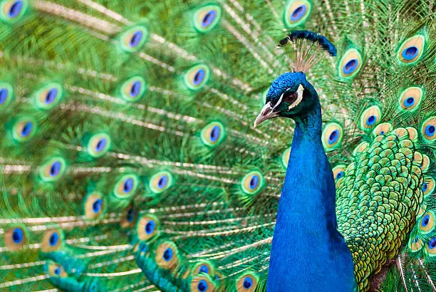 Photo of Peacock with feathers
