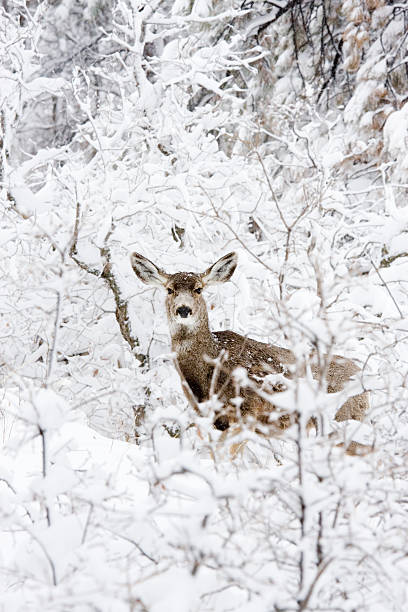 istock Colorado Mule Deer in Wintertime Snow 157583400