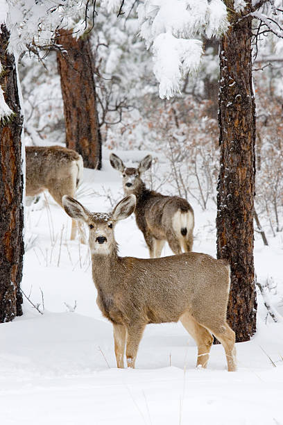 istock Colorado Mule Deer in Wintertime Snow 157583402