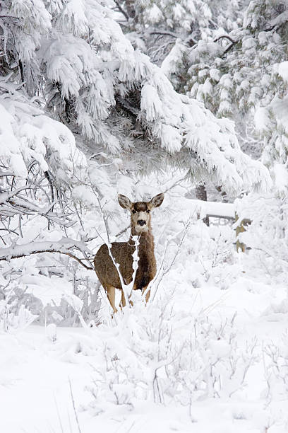 istock Colorado Mule Deer in Wintertime Snow 157583498