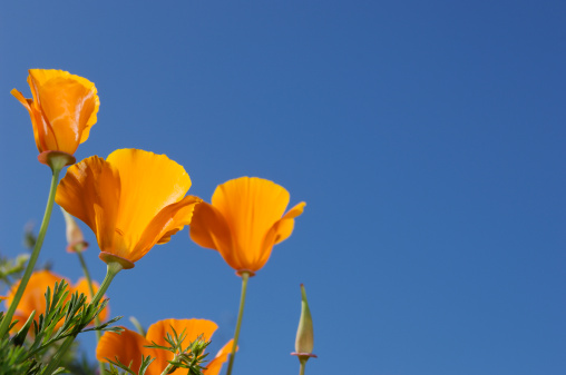 Califoria poppy, Eschscholzia californica, at the UC Davis arboretum in the spring, on a sunny, blue sky day with no clouds, typical of Central California, along a pedestrian pathway