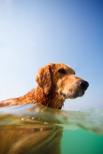 dog swimming in sea, underwater shot