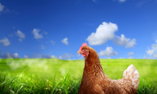 chicken over green field and clear sky.