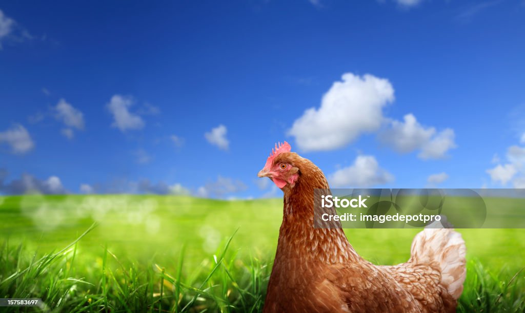 Frango sobre a paisagem verde - Royalty-free Galinha - Ave doméstica Foto de stock