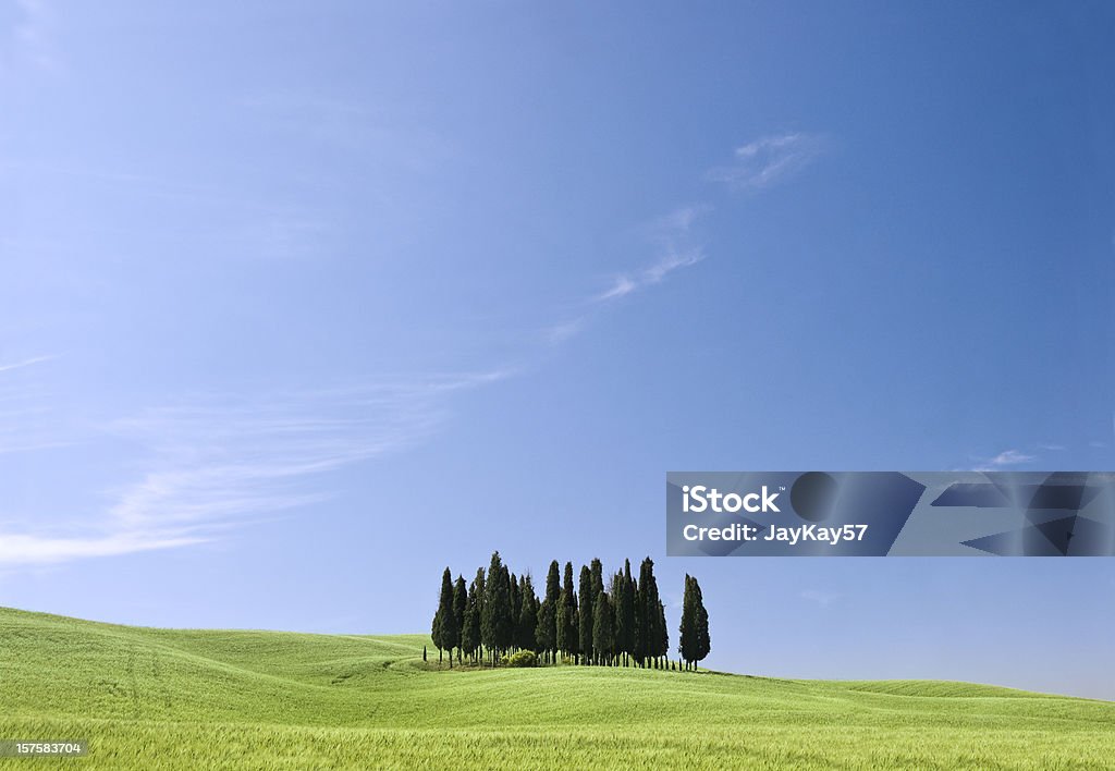 Árvores na Toscana - Foto de stock de Agricultura royalty-free
