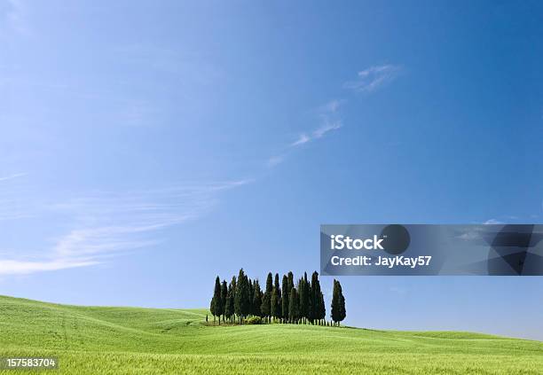 Foto de Árvores Na Toscana e mais fotos de stock de Agricultura - Agricultura, Azul, Beleza natural - Natureza