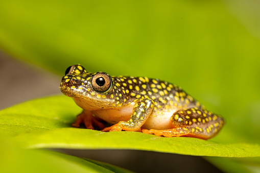 Adult Cururu Toad of the species Rhinella diptycha