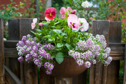 Colorful Calibrachoa or bell flower in flowerpot. Seasonal flowers