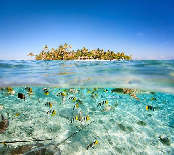 istock Tropical island above and underwater 157583751