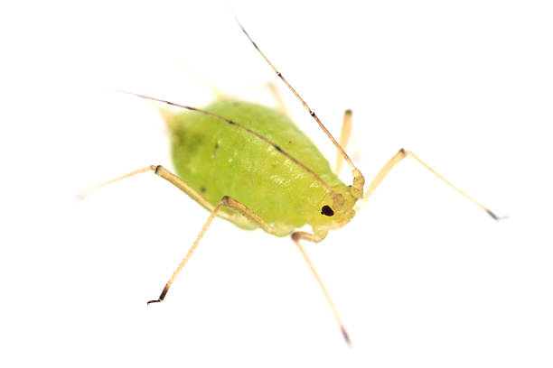 Isolated close up of a green aphid Green aphid isolated on white (around 3mm in length) aphid stock pictures, royalty-free photos & images