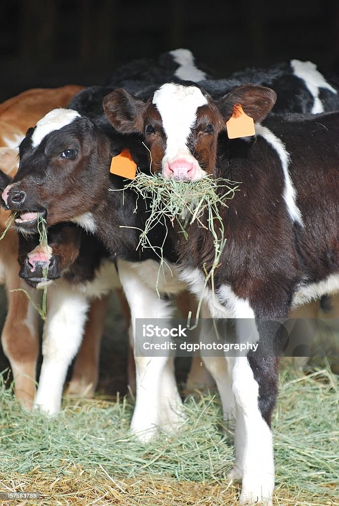 Holstein Calves Eating Hay Holstein dairy calves eating fresh hay inside a barn. Calf Stock Photo