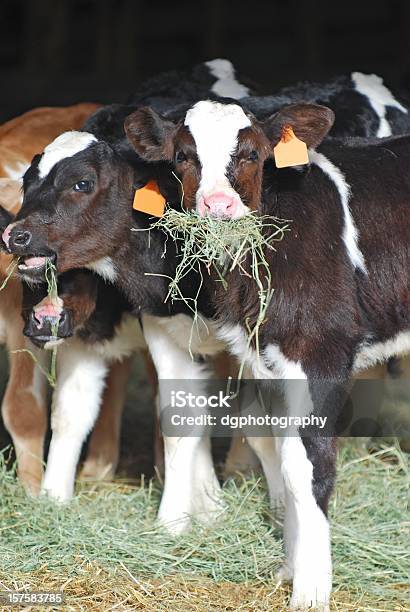 Holstein Calves Eating Hay Stock Photo - Download Image Now - Calf, Cute, Eating