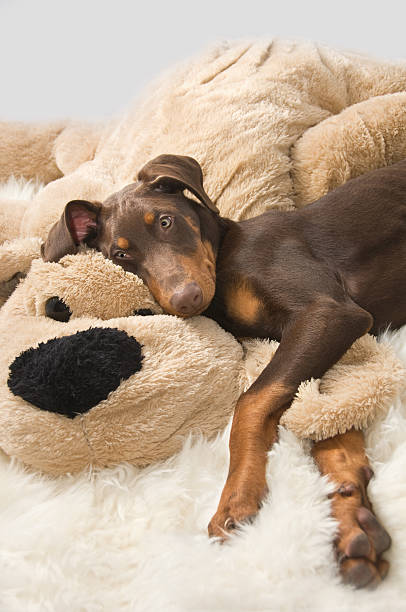 doberman stuffed toy