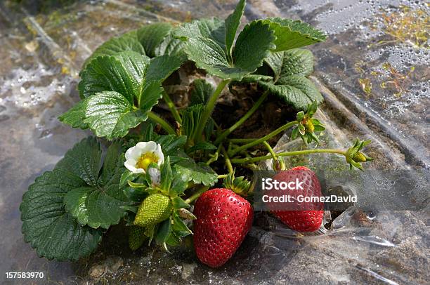 Nahaufnahme Von Ripening Strawberies On The Vine Stockfoto und mehr Bilder von Agrarbetrieb - Agrarbetrieb, Antioxidationsmittel, Ast - Pflanzenbestandteil