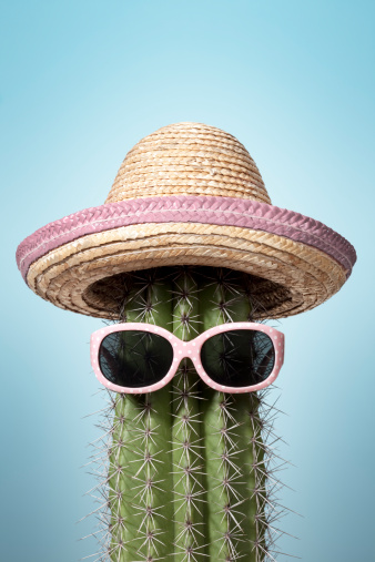 Photograph of a cactus wearing sombrero and sunglasses.