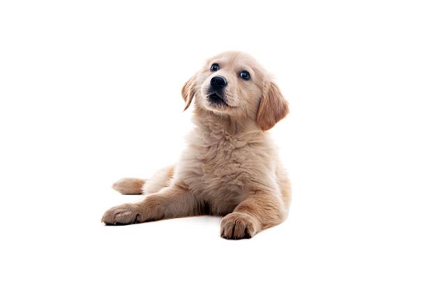 istock little golden retriever 157584067