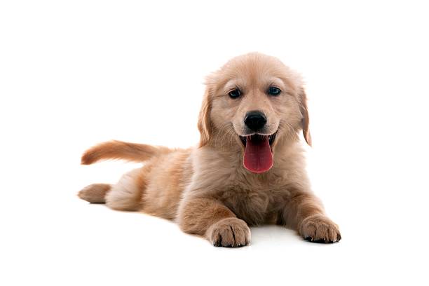 istock little golden retriever 157584070