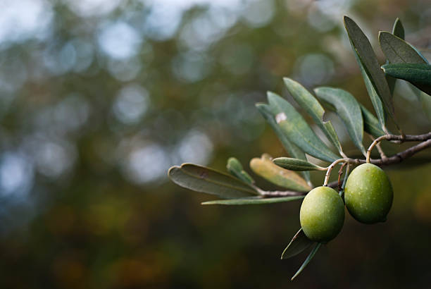 olives vertes - Photo