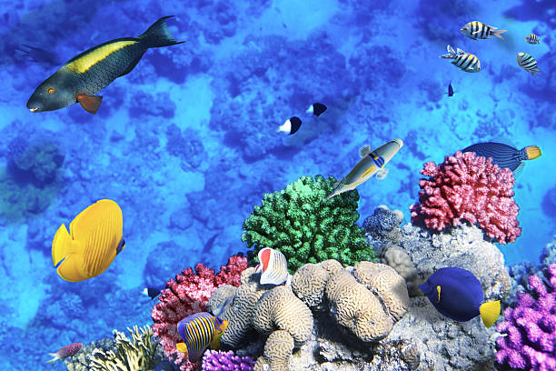 coraux et poissons dans le sea.egypt rouge - vitality sea aquatic atoll photos et images de collection