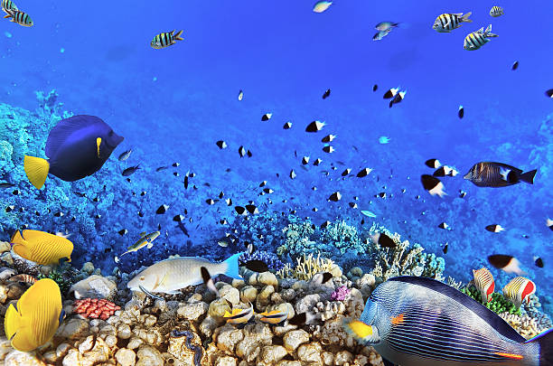 istock Coral and fish in the Red Sea.Egypt 157584638