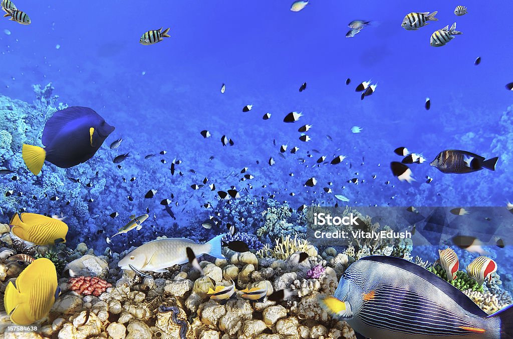 Coral e peixe o Sea.Egypt vermelho - Royalty-free Abaixo Foto de stock