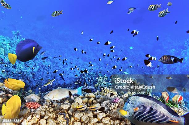 Coral E Peixe O Seaegypt Vermelho - Fotografias de stock e mais imagens de Abaixo - Abaixo, Animal selvagem, Atol