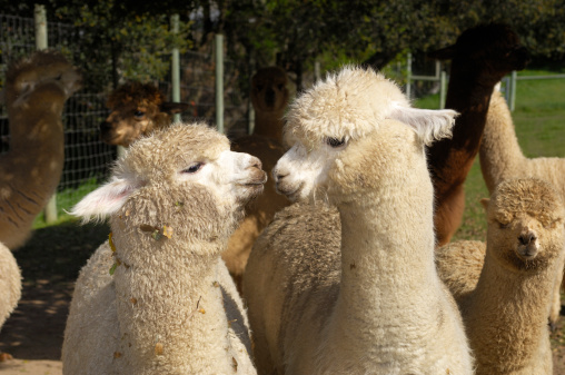 Close-up of two domesticated alpaca (Vicugna pacos), being agisted on a coastal alpaca ranch.