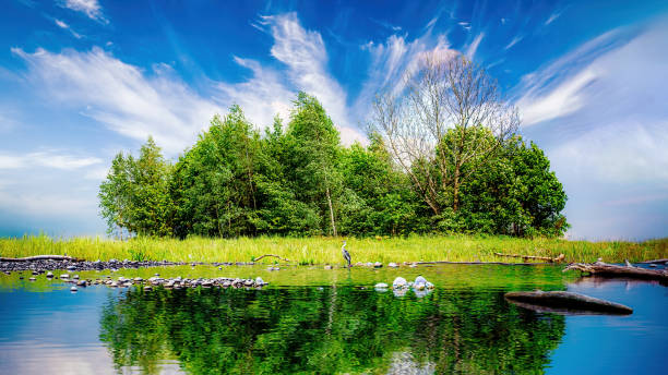 Tranquil forest with green foliage, calm river reflection, and serene sky.