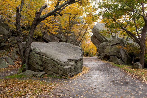 istock wooded trail in the woods 157584833