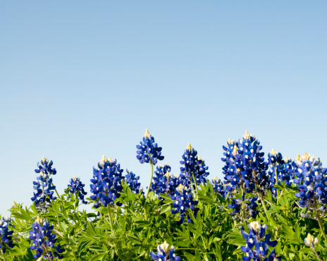 A close-up horizon shot of Texas Bluebonnets provides a useful background for spring and summer themes.  Converted from RAW file with 16 bit processing.