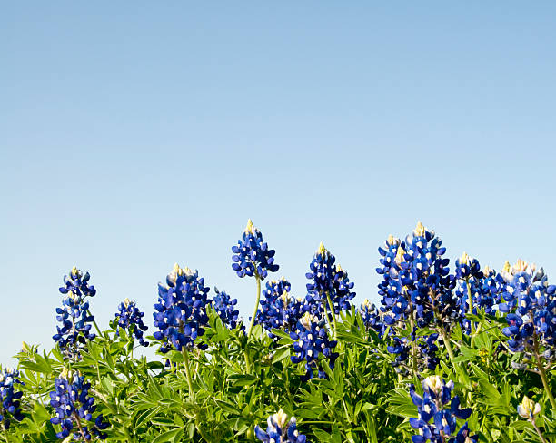 Bluebonnets against a blue sky A close-up horizon shot of Texas Bluebonnets provides a useful background for spring and summer themes.  Converted from RAW file with 16 bit processing. bluebonnet stock pictures, royalty-free photos & images