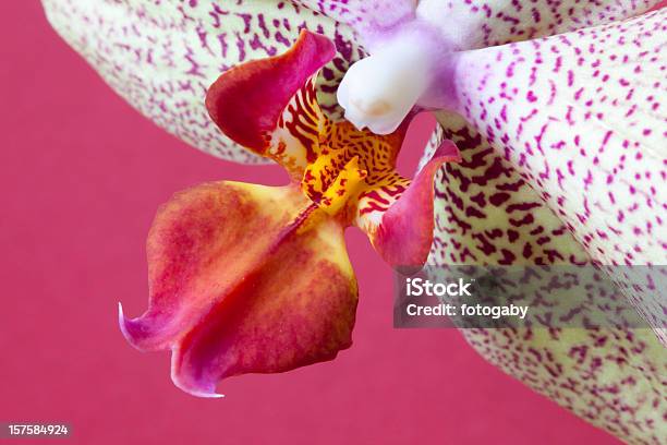 Orchidea Fiore - Fotografie stock e altre immagini di A bioccoli - A bioccoli, Bellezza naturale, Capolino
