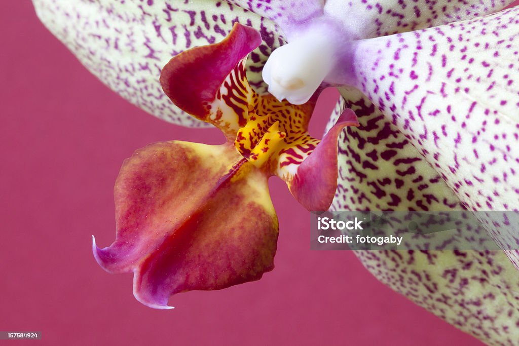 Flor de orquídea - Foto de stock de Beleza natural - Natureza royalty-free