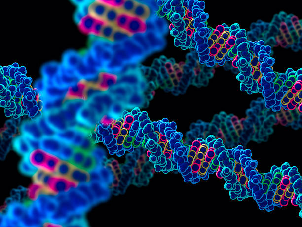 モデルの deoxyribonucleic 酸撚り線 - deoxyribonucleic ストックフォトと画像