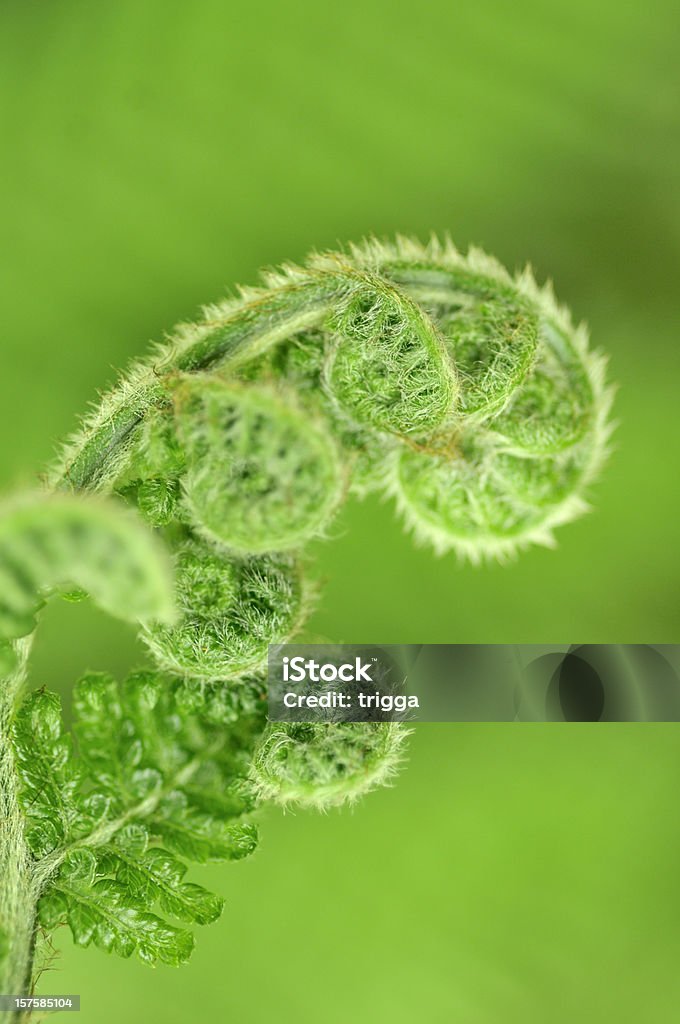 Fern Blattfiedern uncurling - Lizenzfrei Farn Stock-Foto