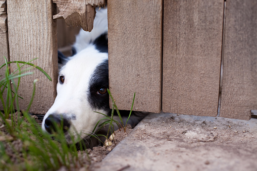 Border Collie looking out under a fence