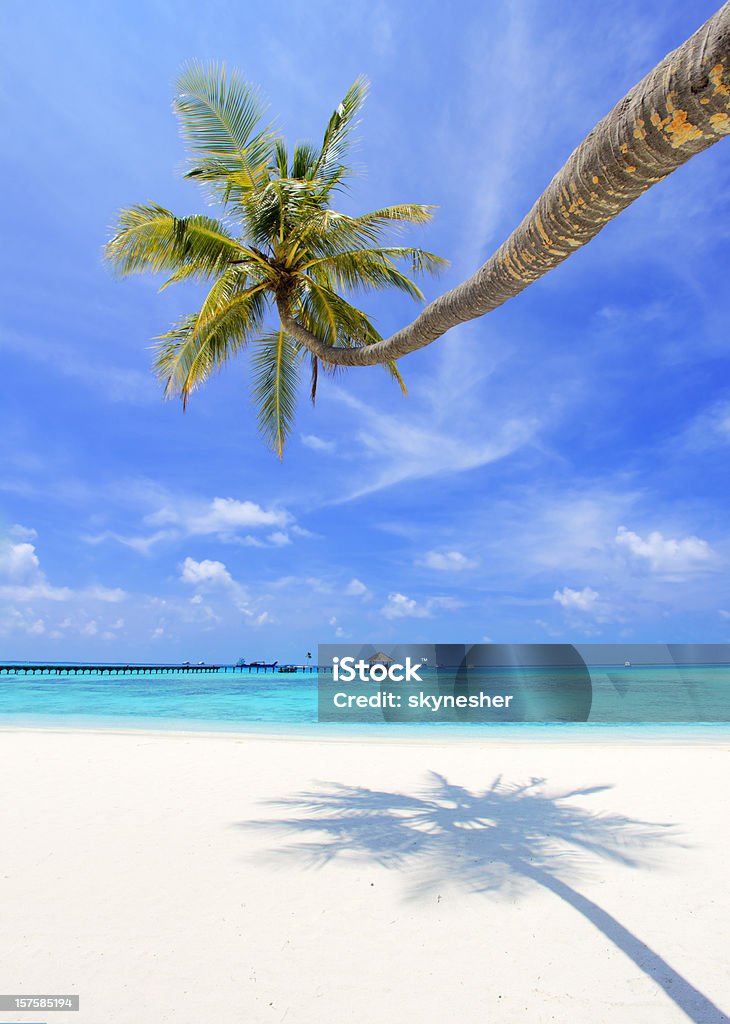 Palma solitaria en la playa tropical. - Foto de stock de Palmera libre de derechos