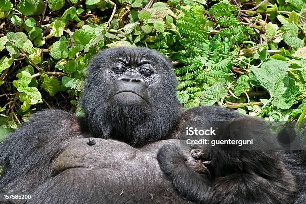 Newborn Mountain Gorilla Breastfeeding Stock Photo - Download Image Now - Gorilla, Rwanda, Africa