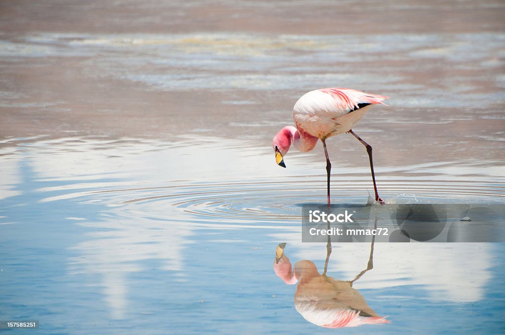 Flamingo - Foto de stock de Flamingo royalty-free