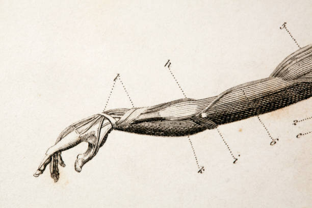 arm engraving macro of an antique anatomy engraving.original engraving by James Amdee in 1809, English Encyclopedia. biomedical illustration stock illustrations