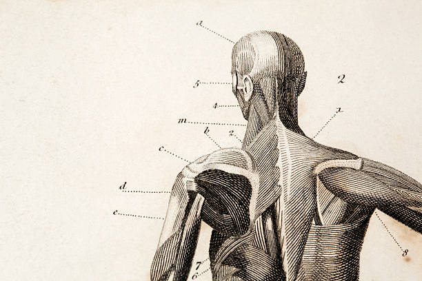 Anatomy engraving macro of an antique anatomy engraving.original engraving by James Amdee in 1809, English Encyclopedia. human muscle photos stock illustrations