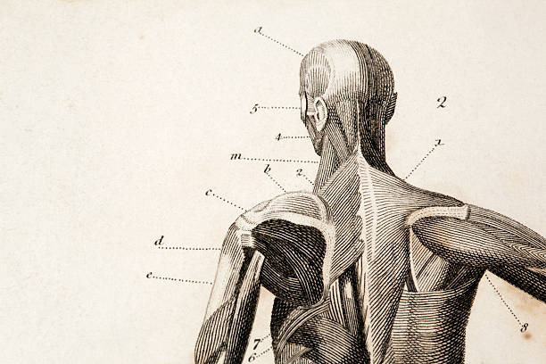 Anatomy engraving macro of an antique anatomy engraving.original engraving by James Amdee in 1809, English Encyclopedia. human muscle stock illustrations