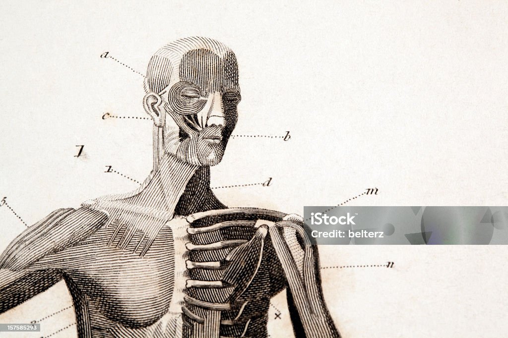 Анатомия Гравировка - Стоковые иллюстрации Человеческое тело роялти-фри